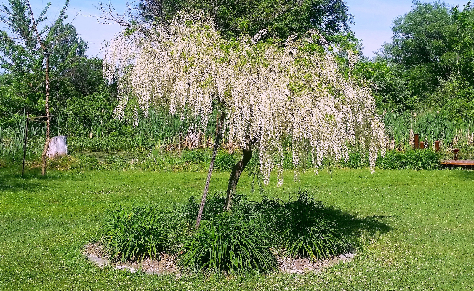 END OF WHITE WISTERIA TREE IN BLOOM